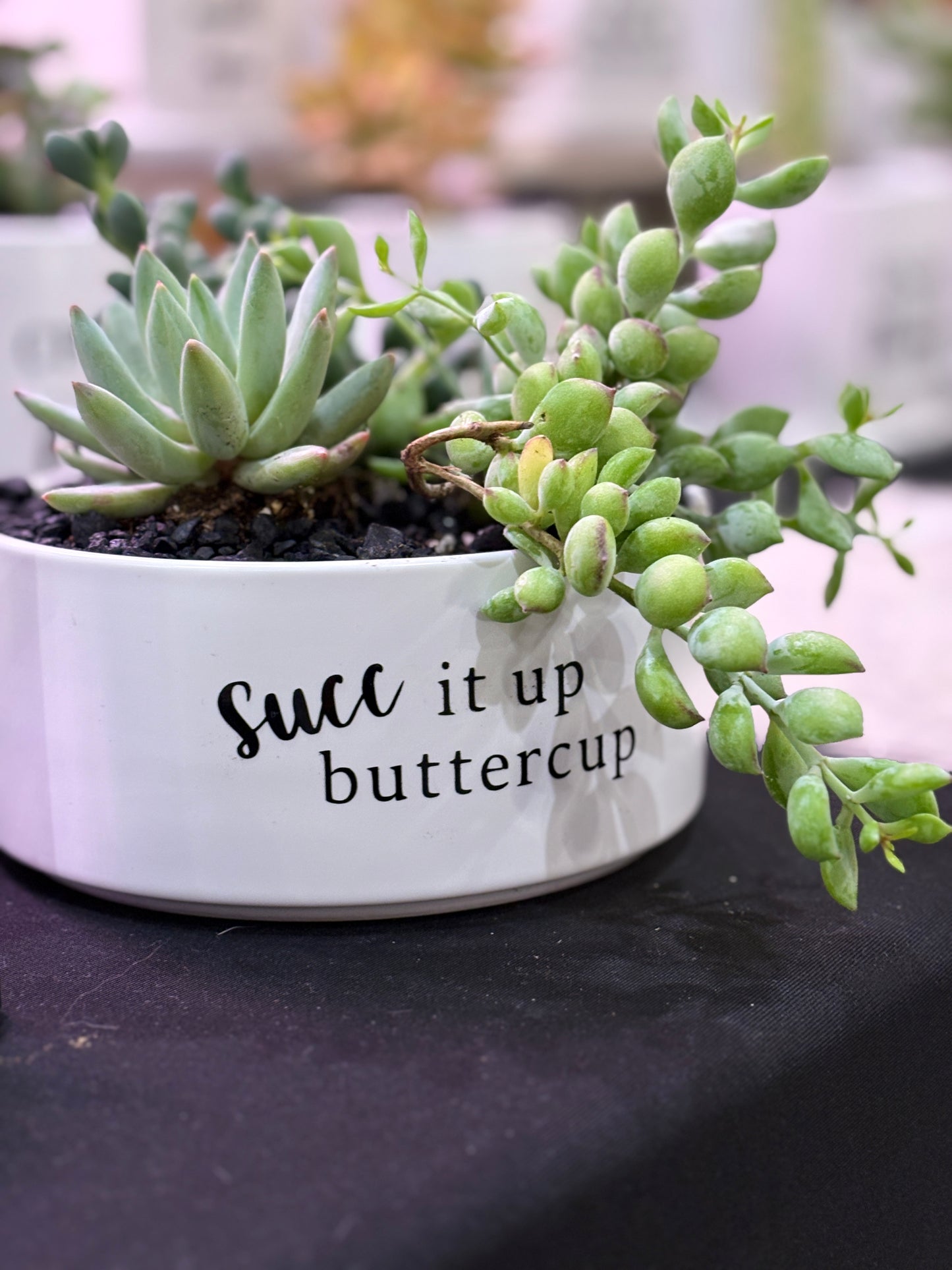 Sassy Plants - "succ it up buttercup"