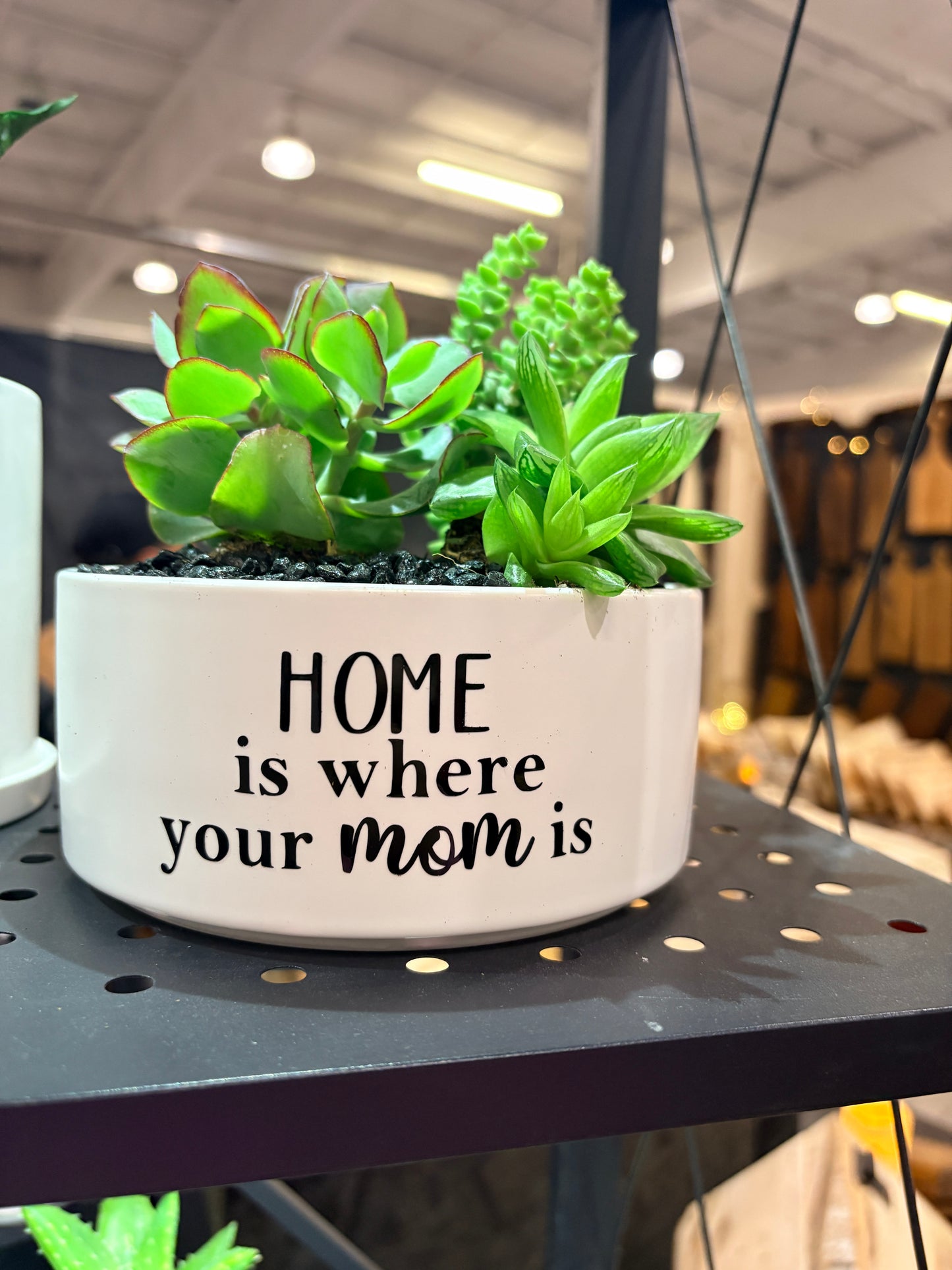 Sassy Plants - "Home is where your Mom is"