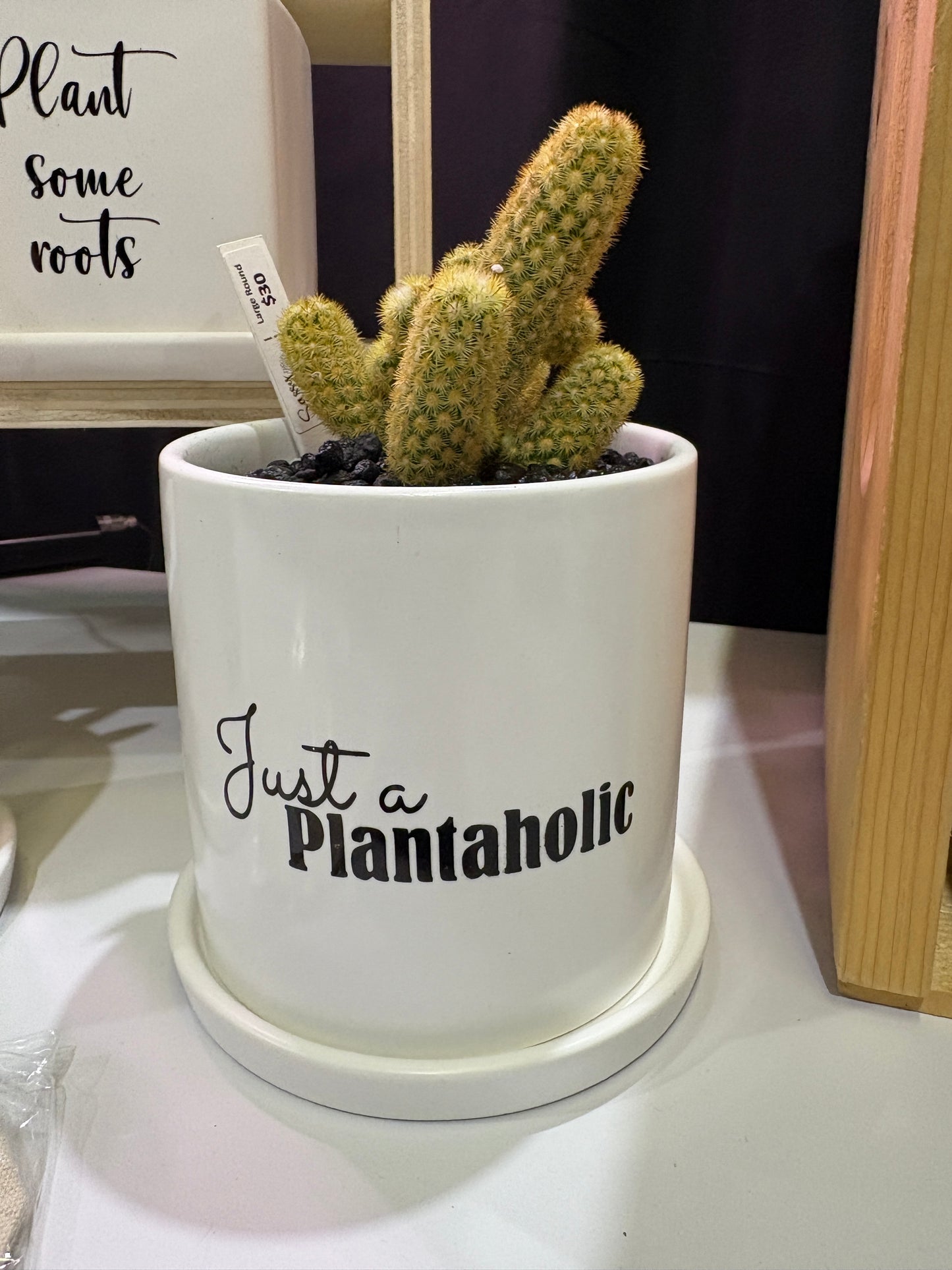 Sassy Plants - "Just a plantaholic"