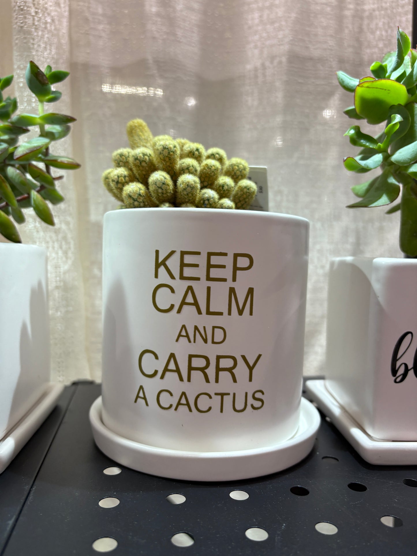 Sassy Plants - "Keep calm and carry a cactus"