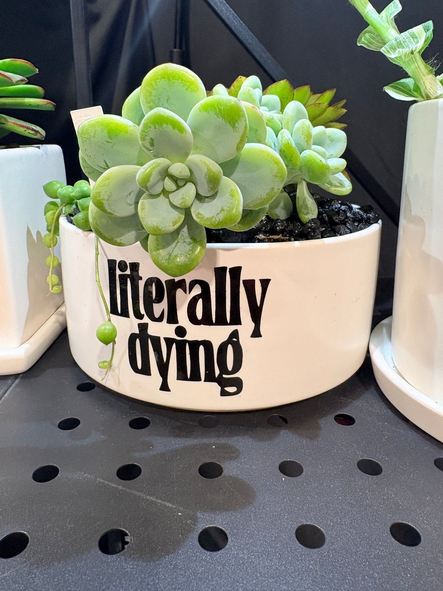Sassy Plants - "literally dying”