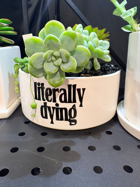 Sassy Plants - "literally dying”
