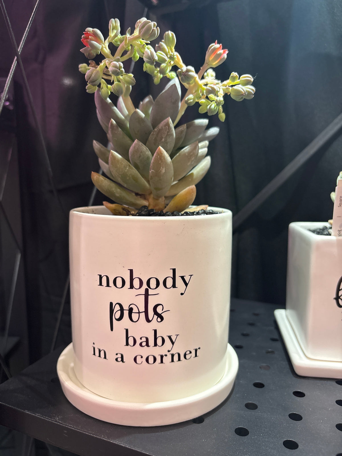 Sassy Plants - "Nobody pots baby in a corner"