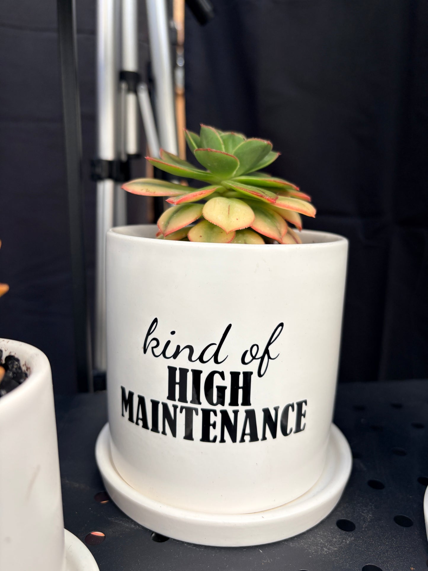 Sassy Plants - "kind of High Maintenance"