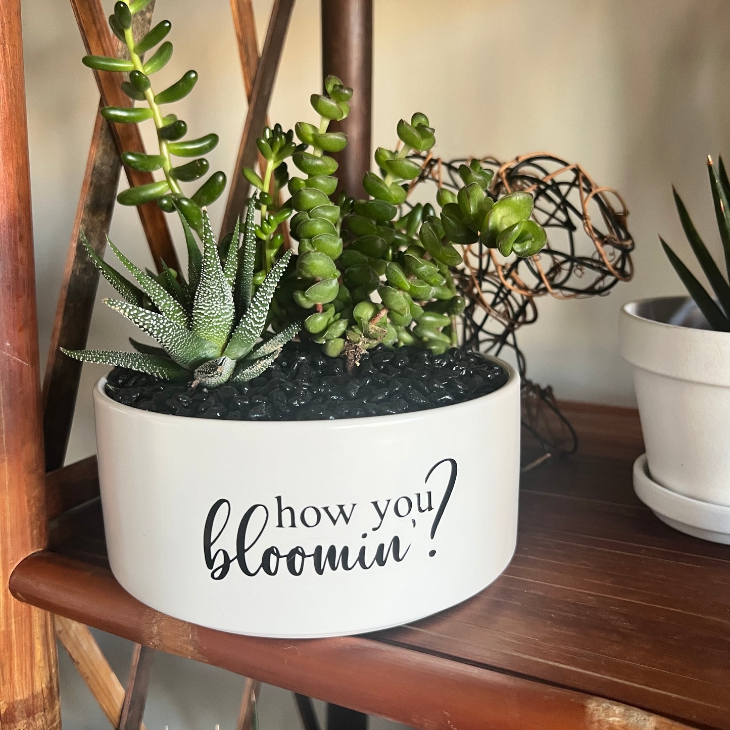 Sassy Plants - "How you bloomin'?"