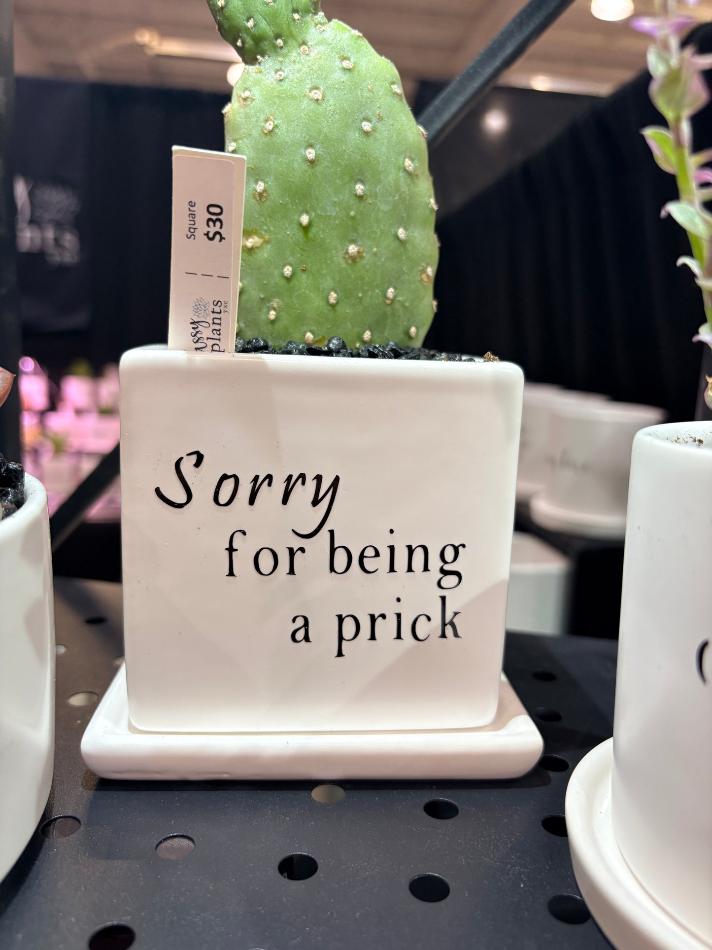 Sassy Plants - "Sorry for being a prick"