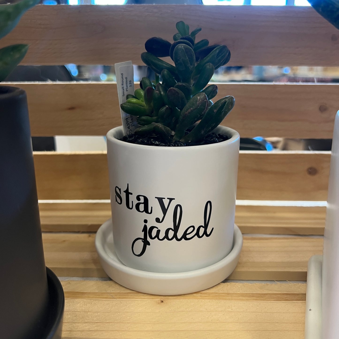 Sassy Plants - "Stay jaded"