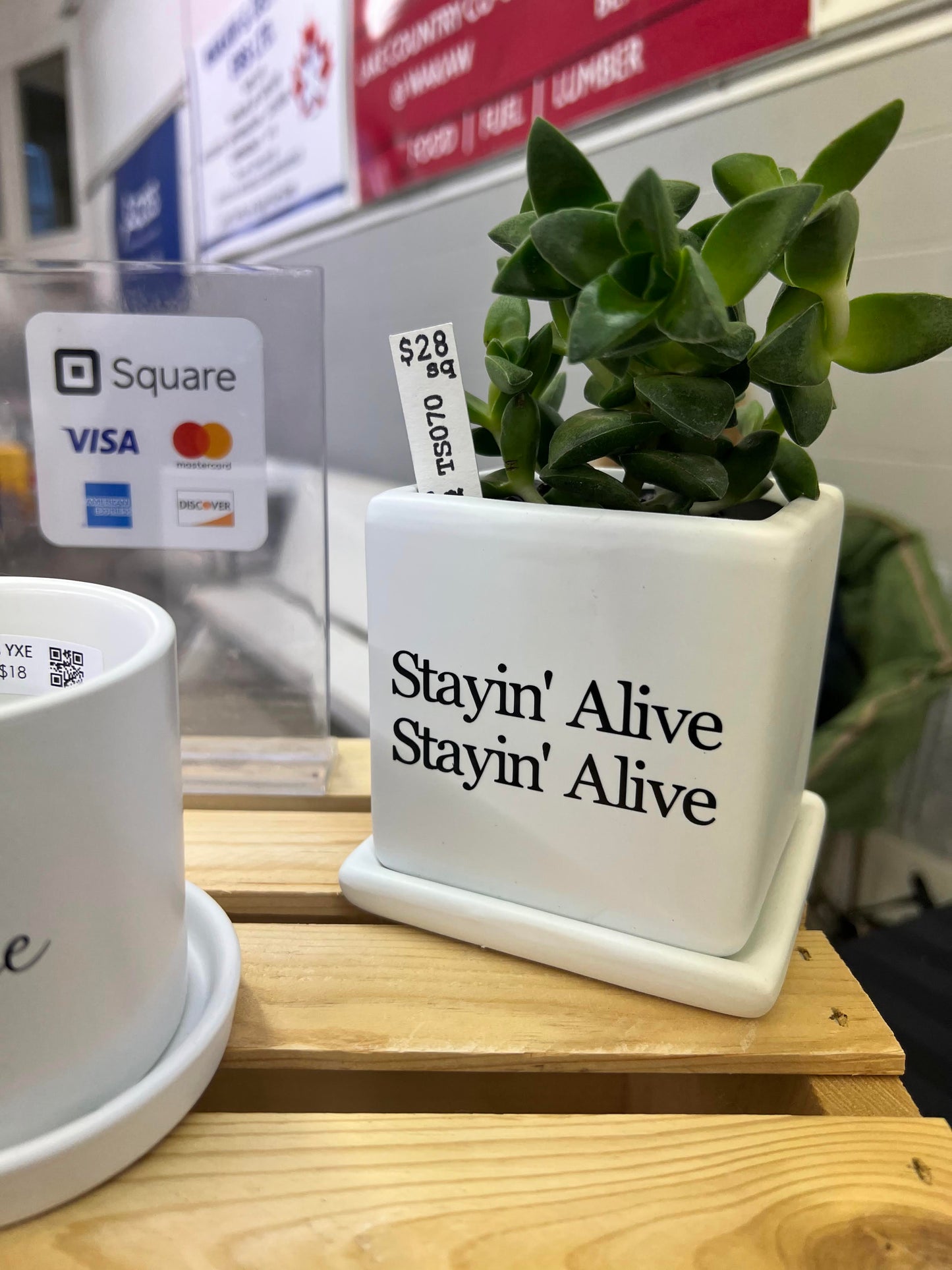 Sassy Plants - "Stayin' Alive Stayin' Alive"