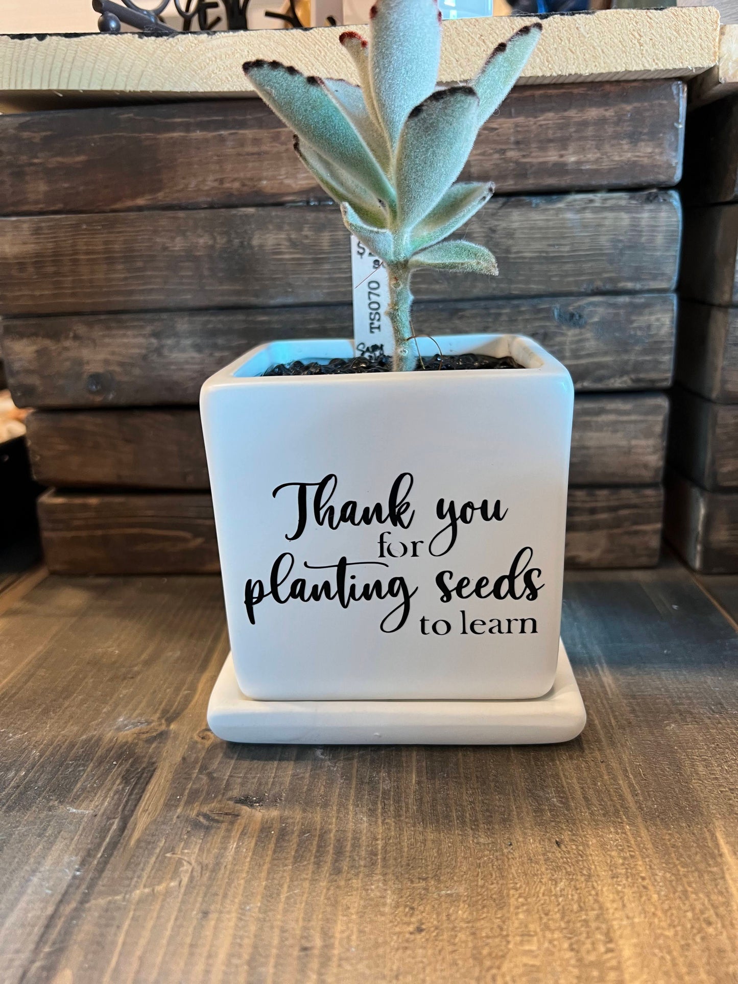 Sassy Plants - "Thank you for planting seeds to learn"