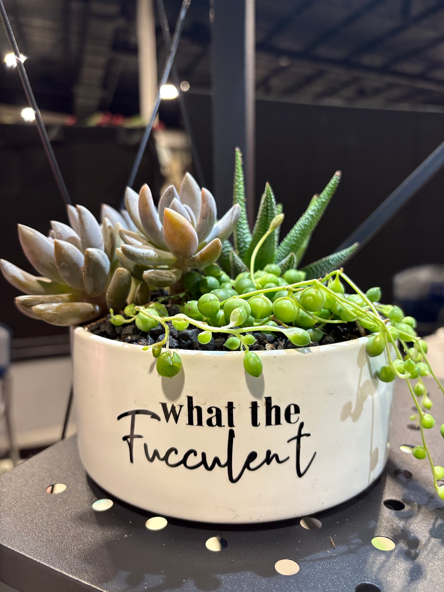 Sassy Plants - "What the fucculent"