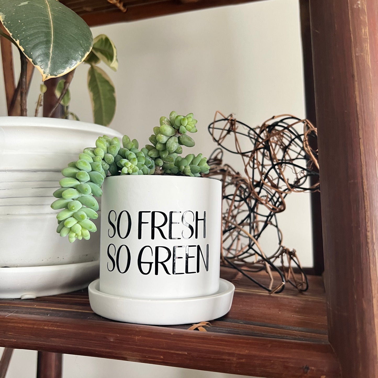 Sassy Plants - "So Fresh So Green"