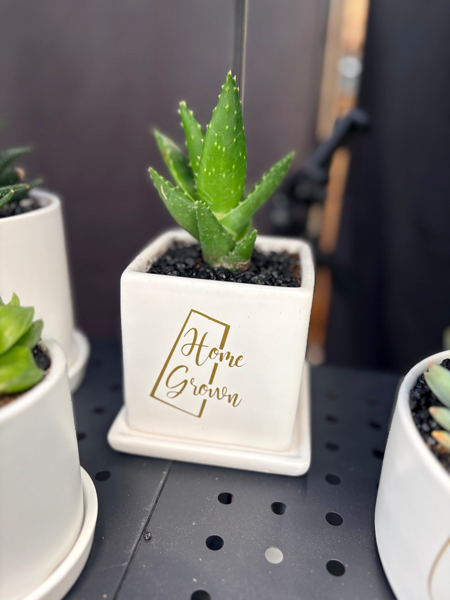 Sassy Plants - "Home Grown (Sask)"
