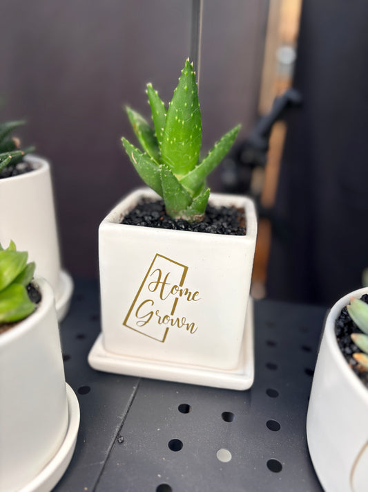 Sassy Plants - "Home Grown (Sask)"
