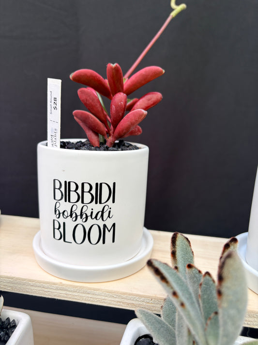 Sassy Plants - "Bibbidi Bobbidi Bloom"