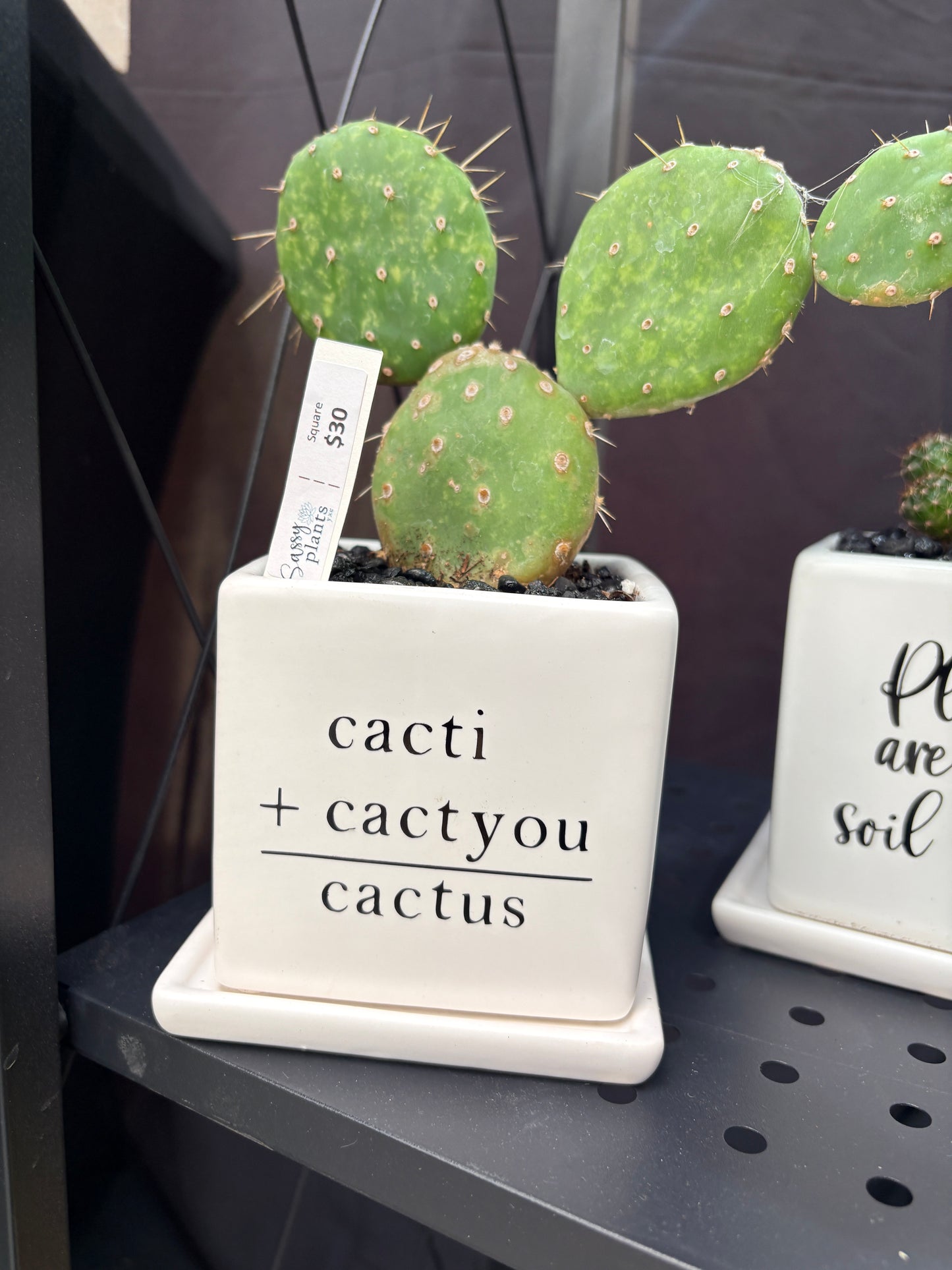 Sassy Plants - "Cacti + Cactyou = Cactus"