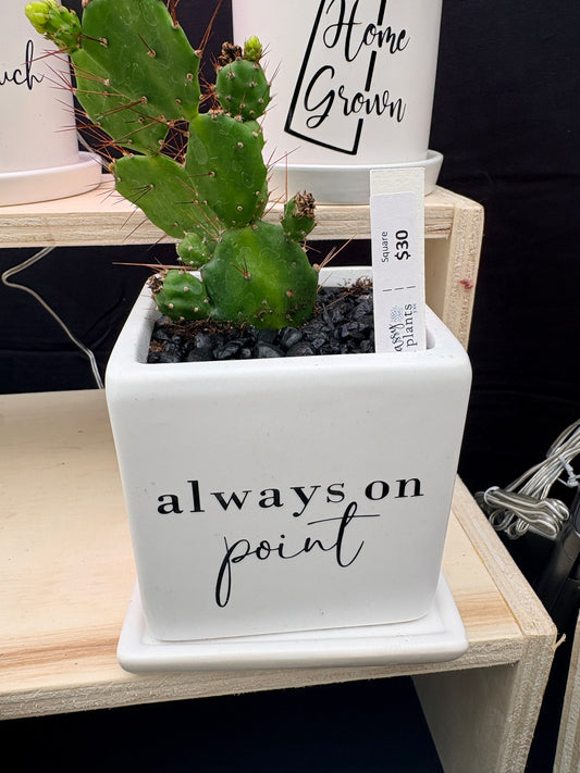 Sassy Plants - "Always on point"