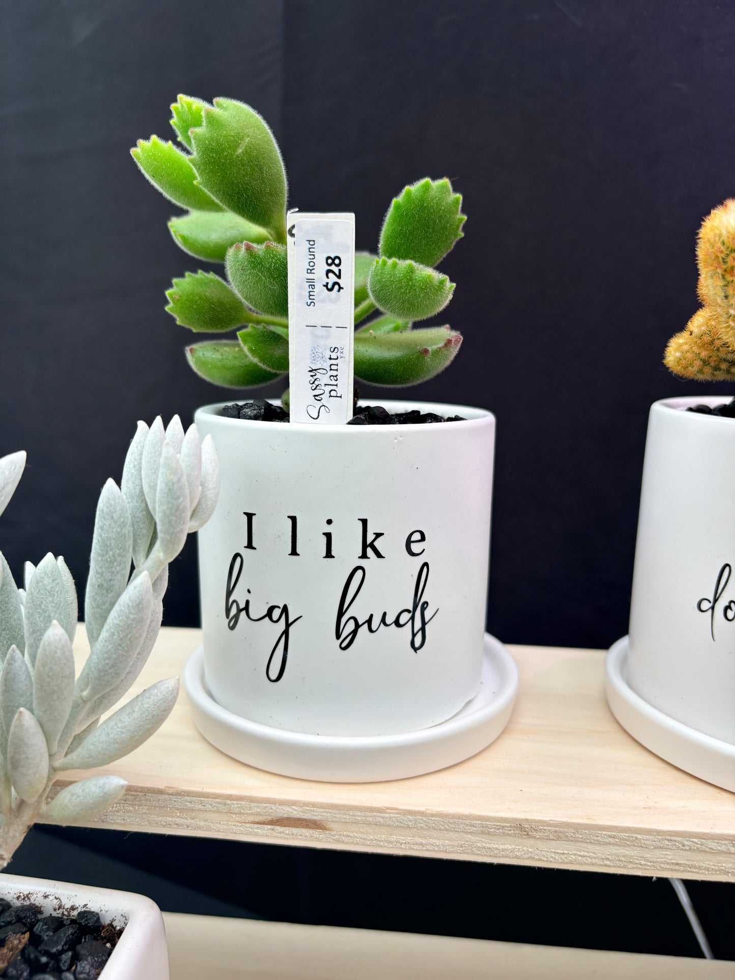 Sassy Plants - "I like big buds"