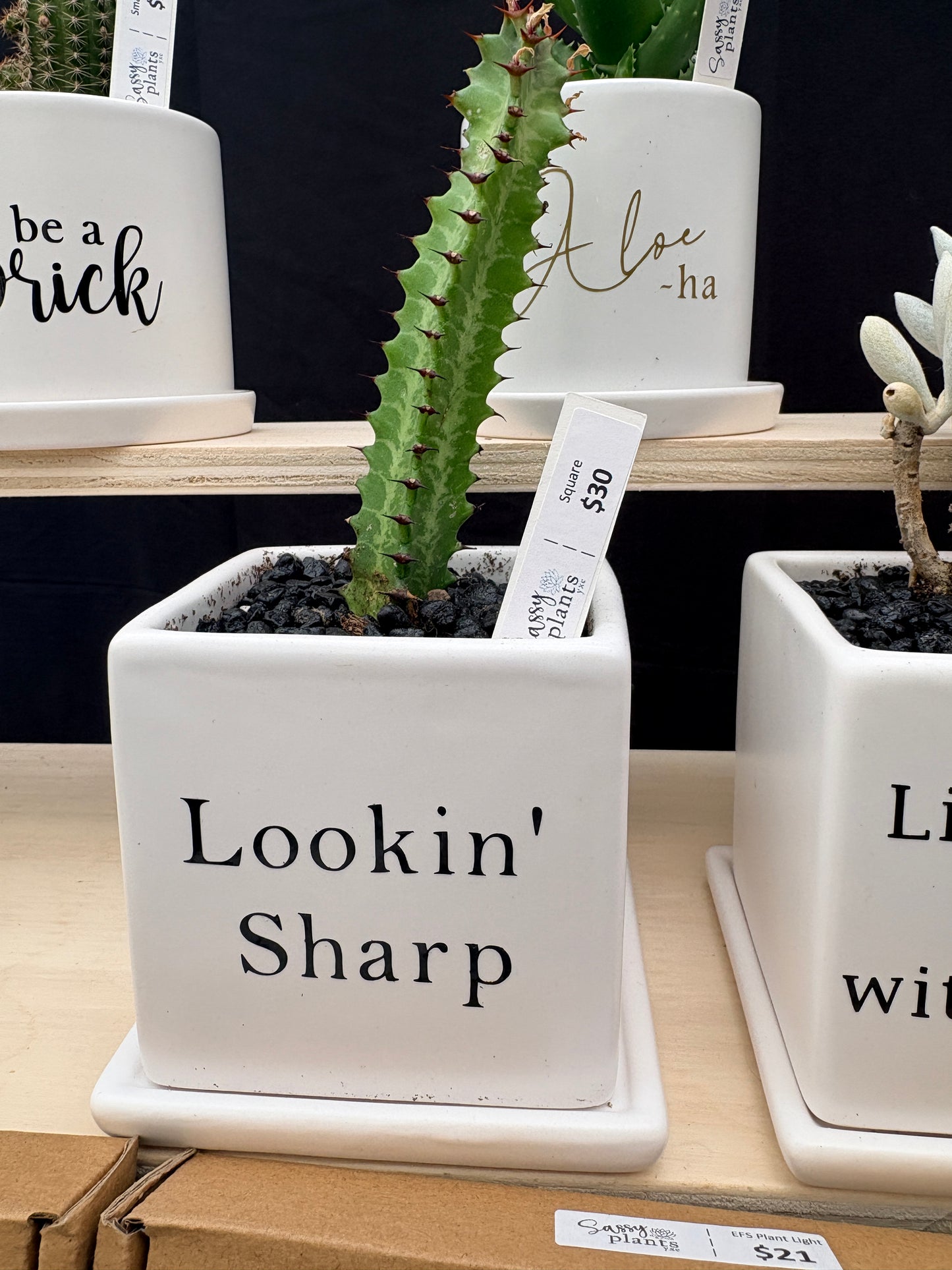 Sassy Plants - "Lookin' Sharp"