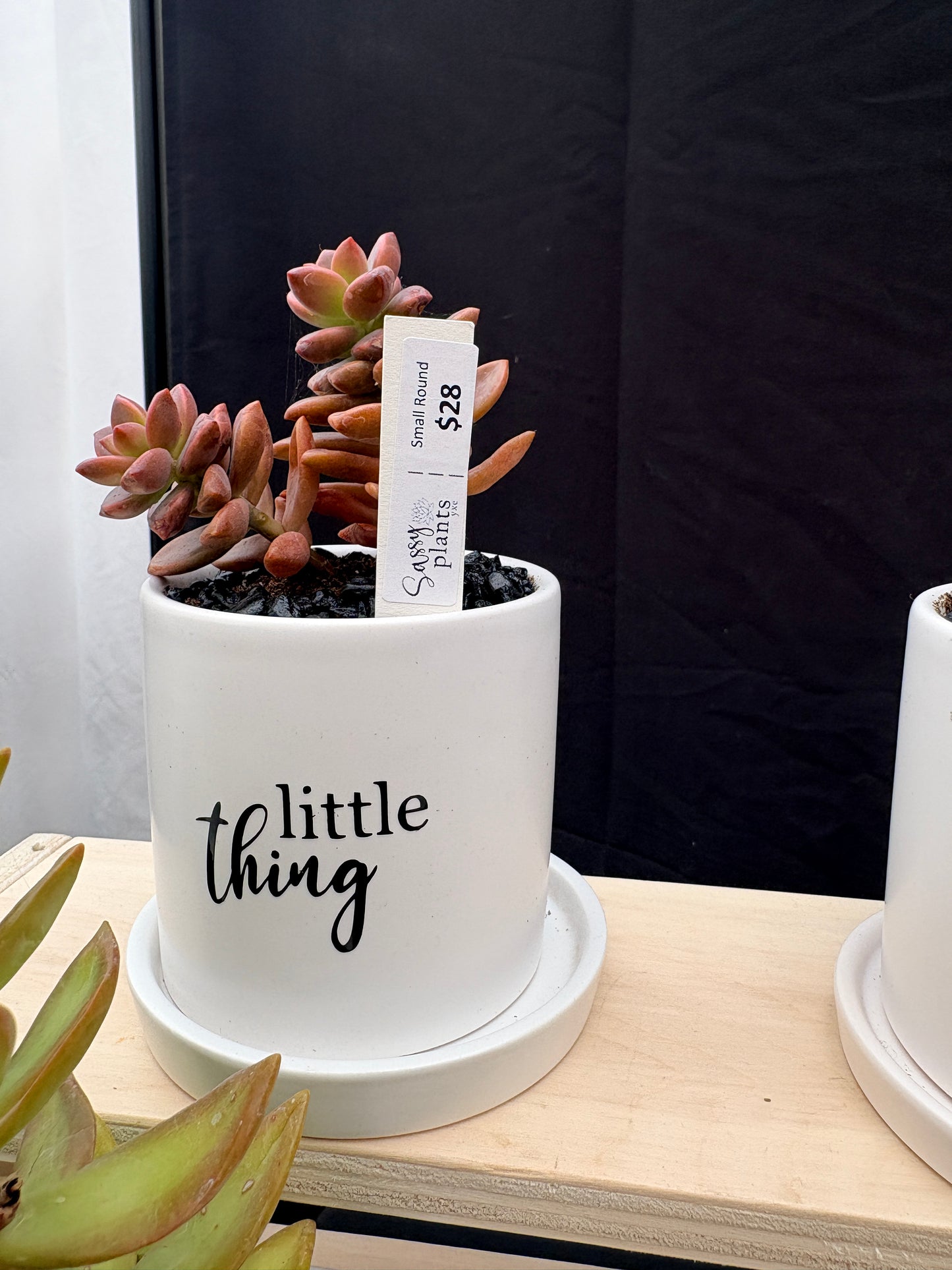 Sassy Plants - "Little thing"
