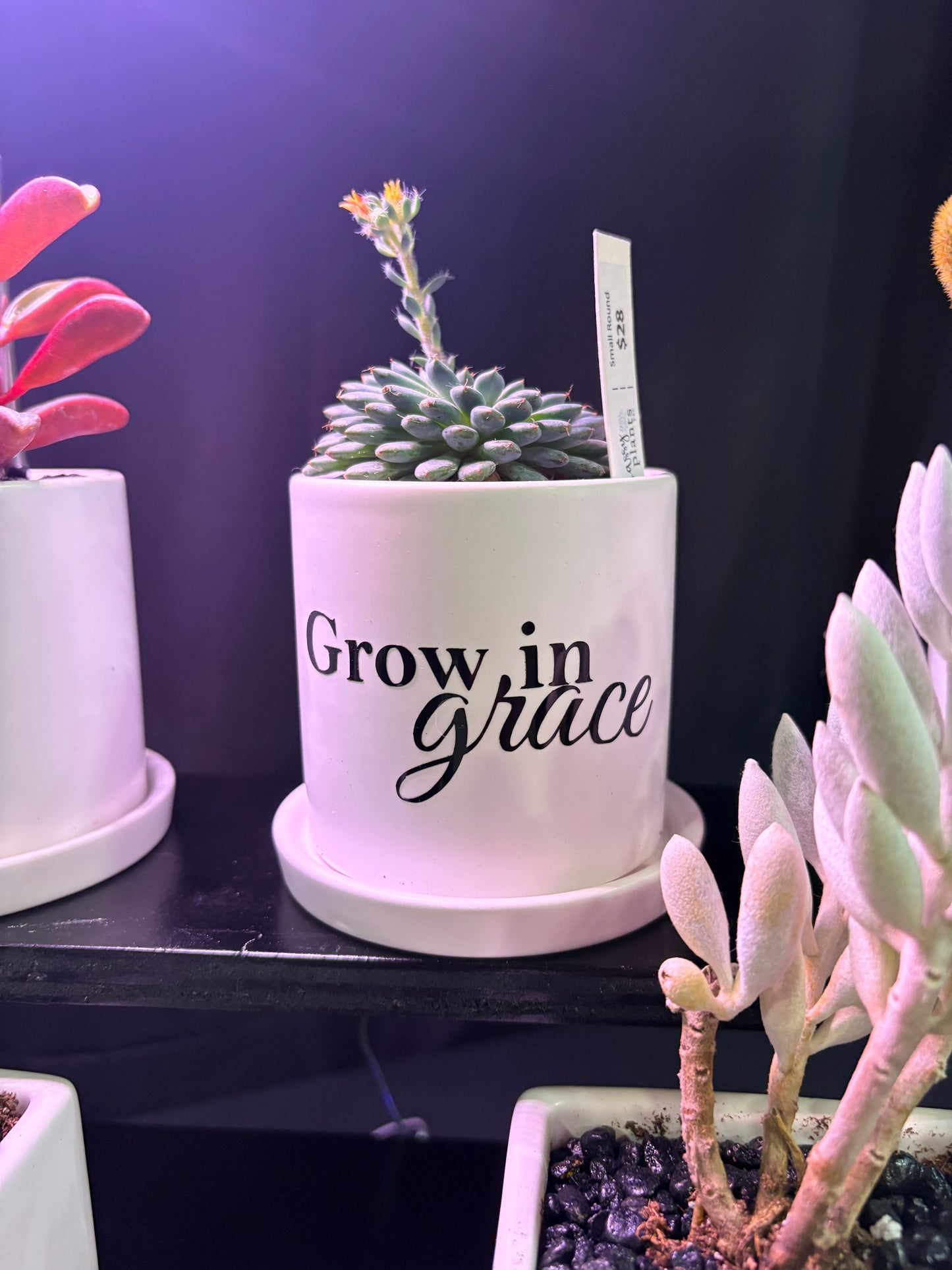 Sassy Plants - "Grow in grace"