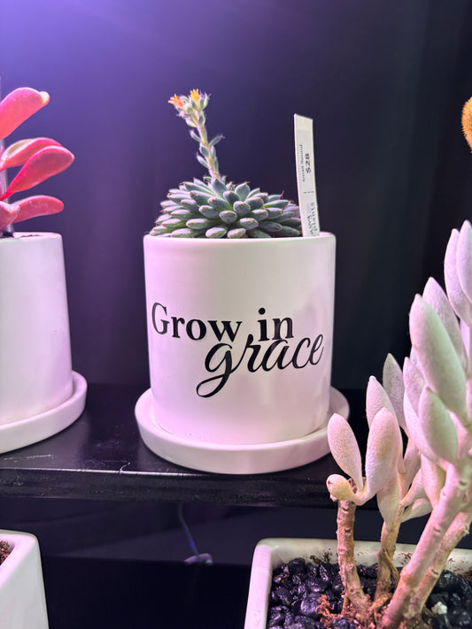 Sassy Plants - "Grow in grace"