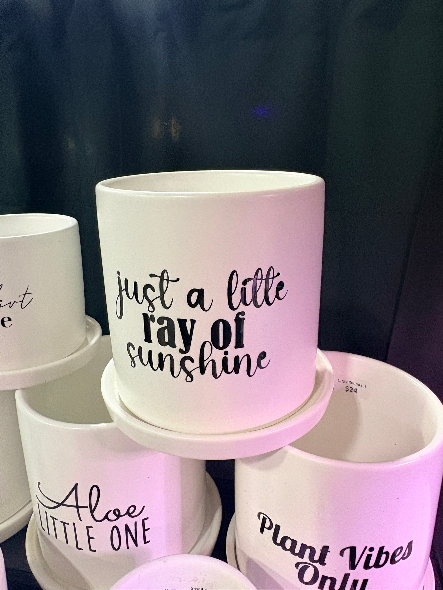 Sassy Plants - "just a little ray of sunshine"