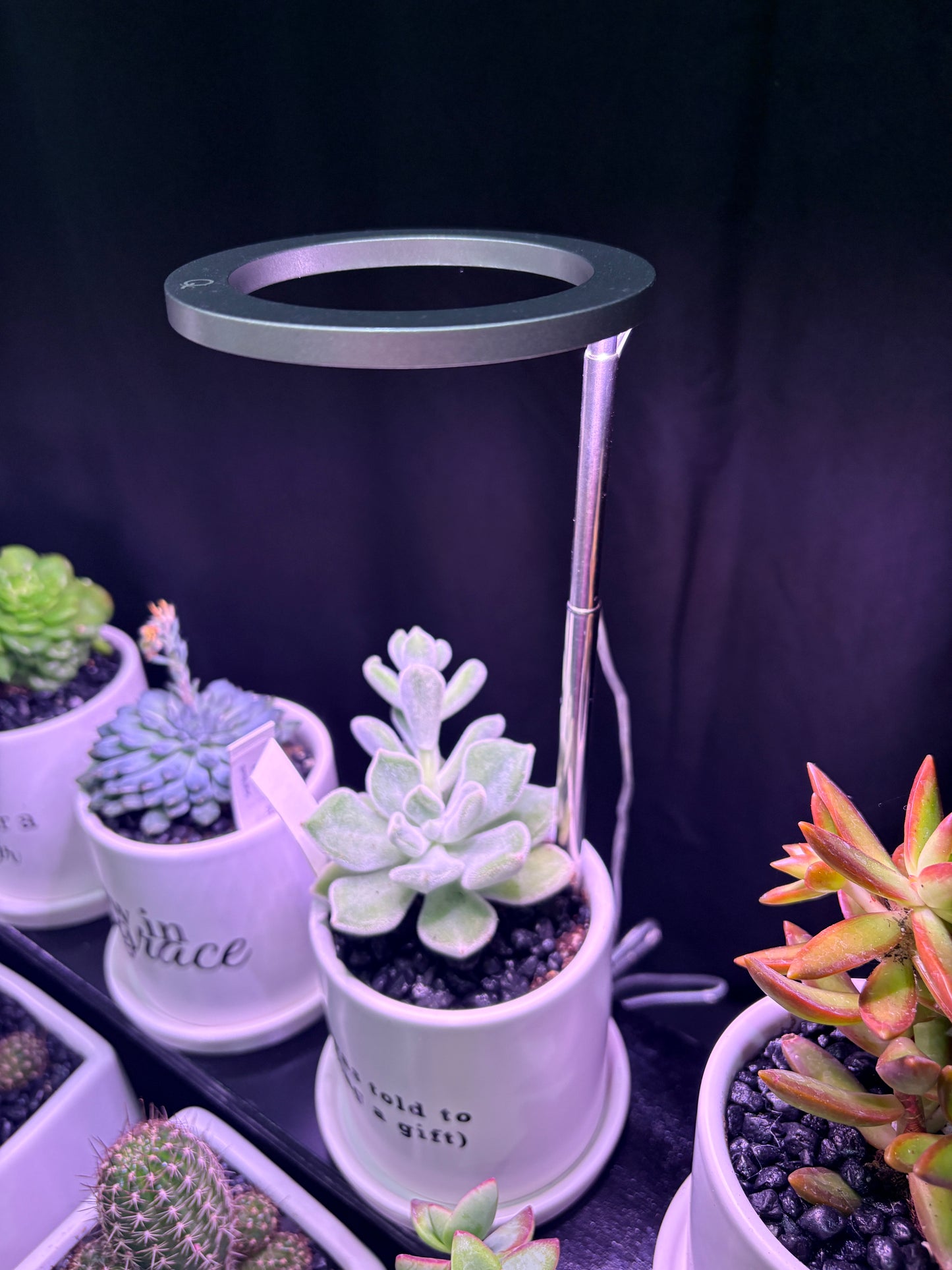 Sassy Plants - EFS Plant Light