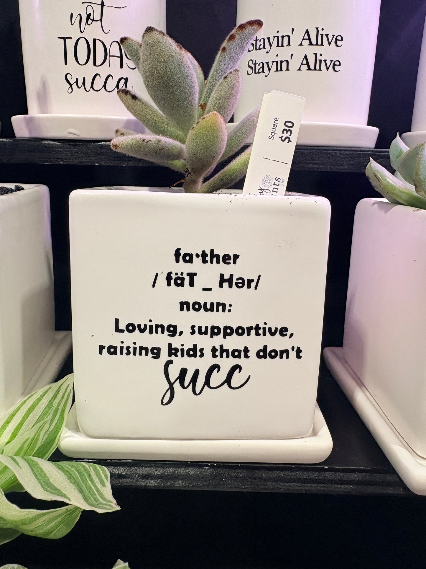 Sassy Plants - "father (definition)" - succulent