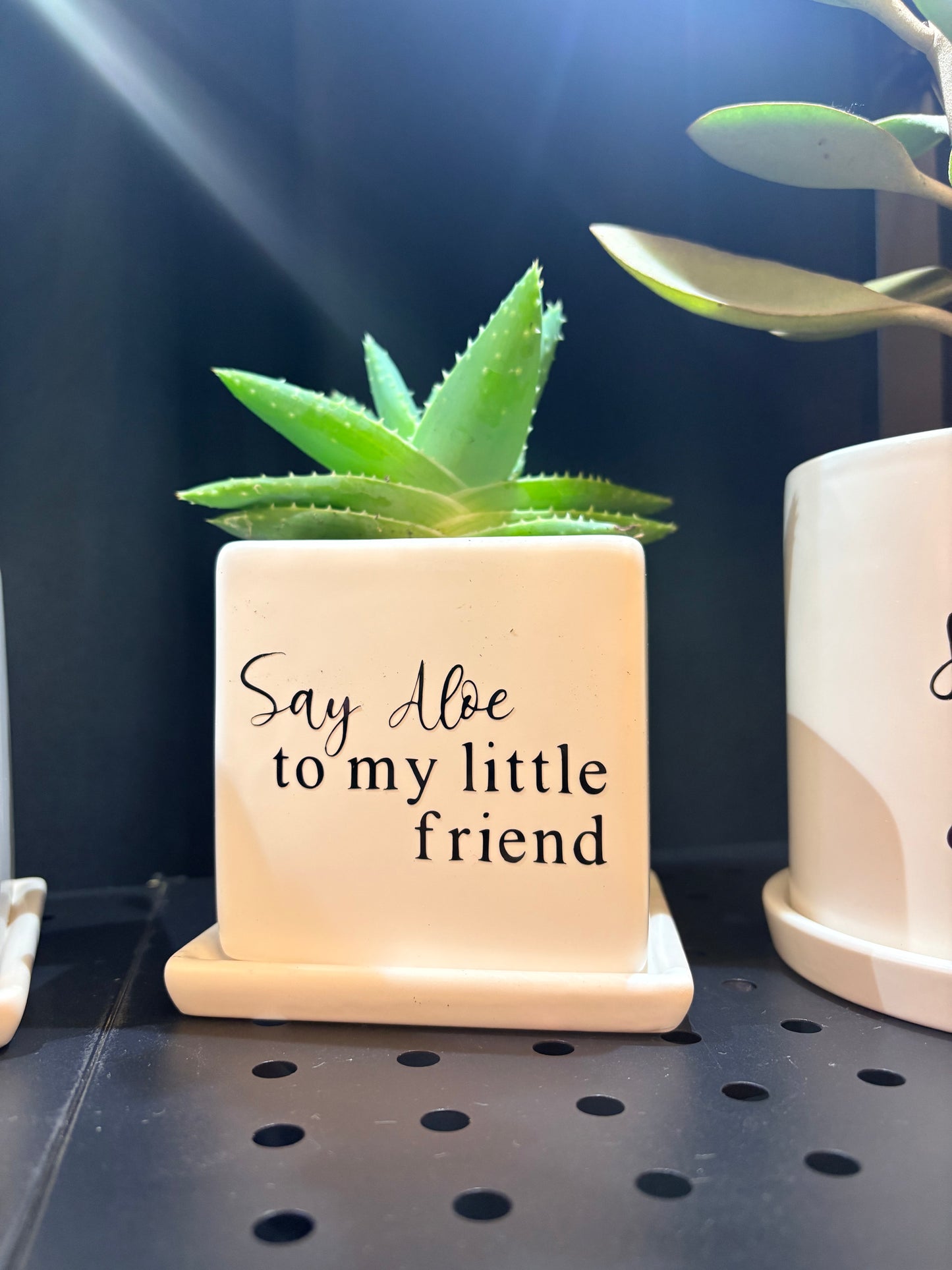 Sassy Plants - "Say Aloe to my little friend"