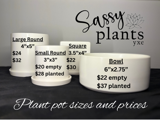 Sassy Plants - "  "If I had a different mom..."  "