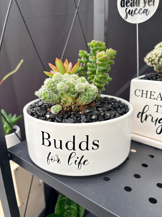 Sassy Plants - "Budds for life”