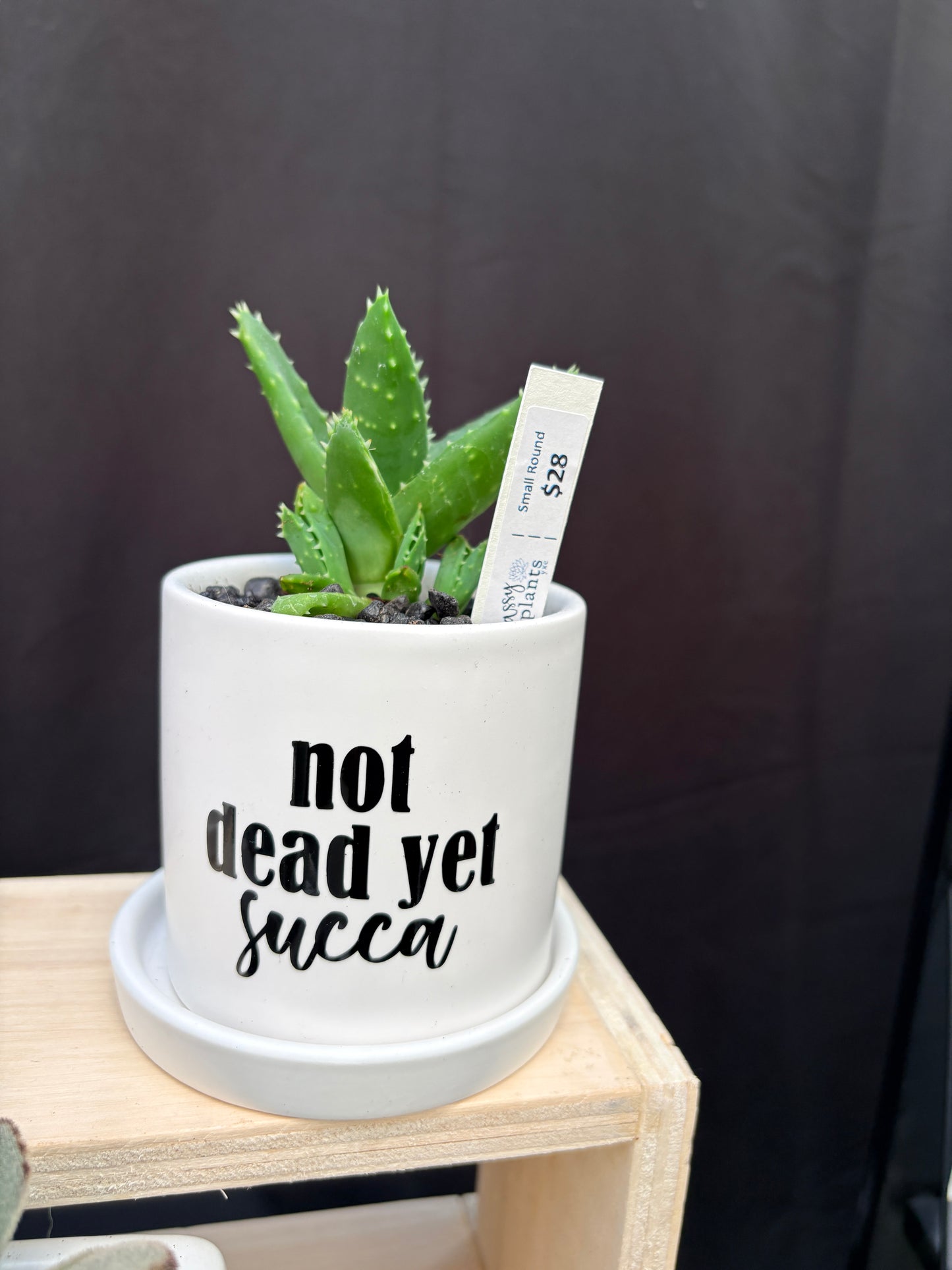 Sassy Plants - "not dead yet succa"