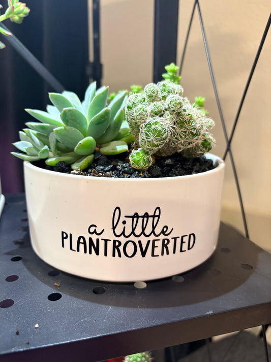Sassy Plants - "a little plantroverted"