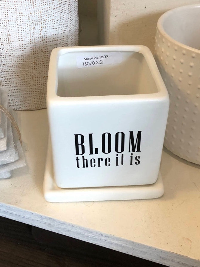 Bloom there it is image 0