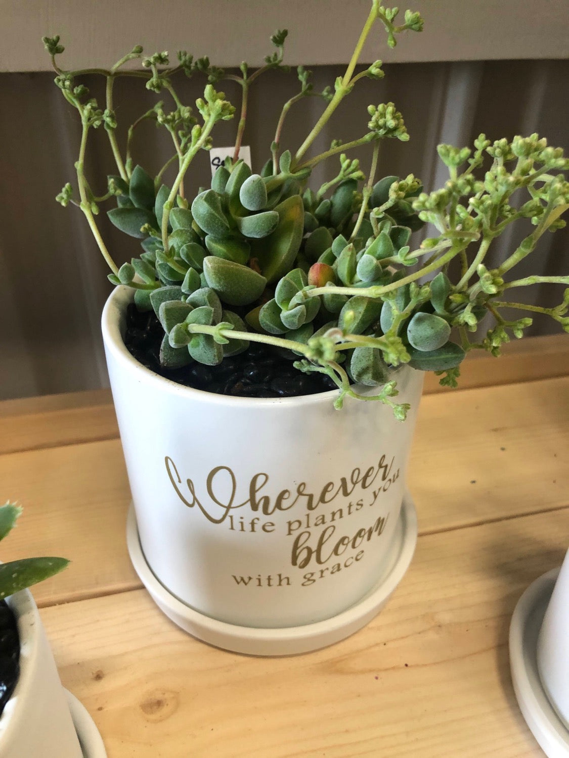 Wherever life plants you bloom with grace image 0