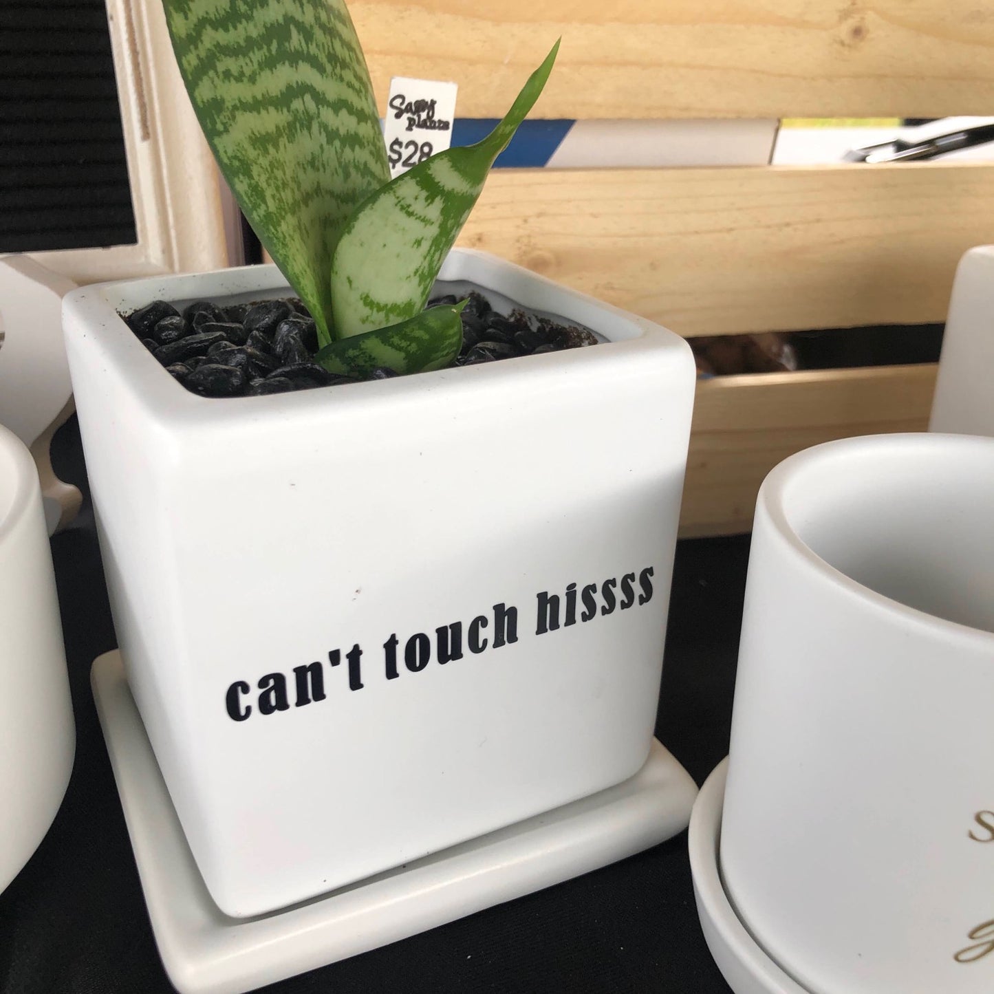 can’t touch hisss (Snake Plant pot) image 0