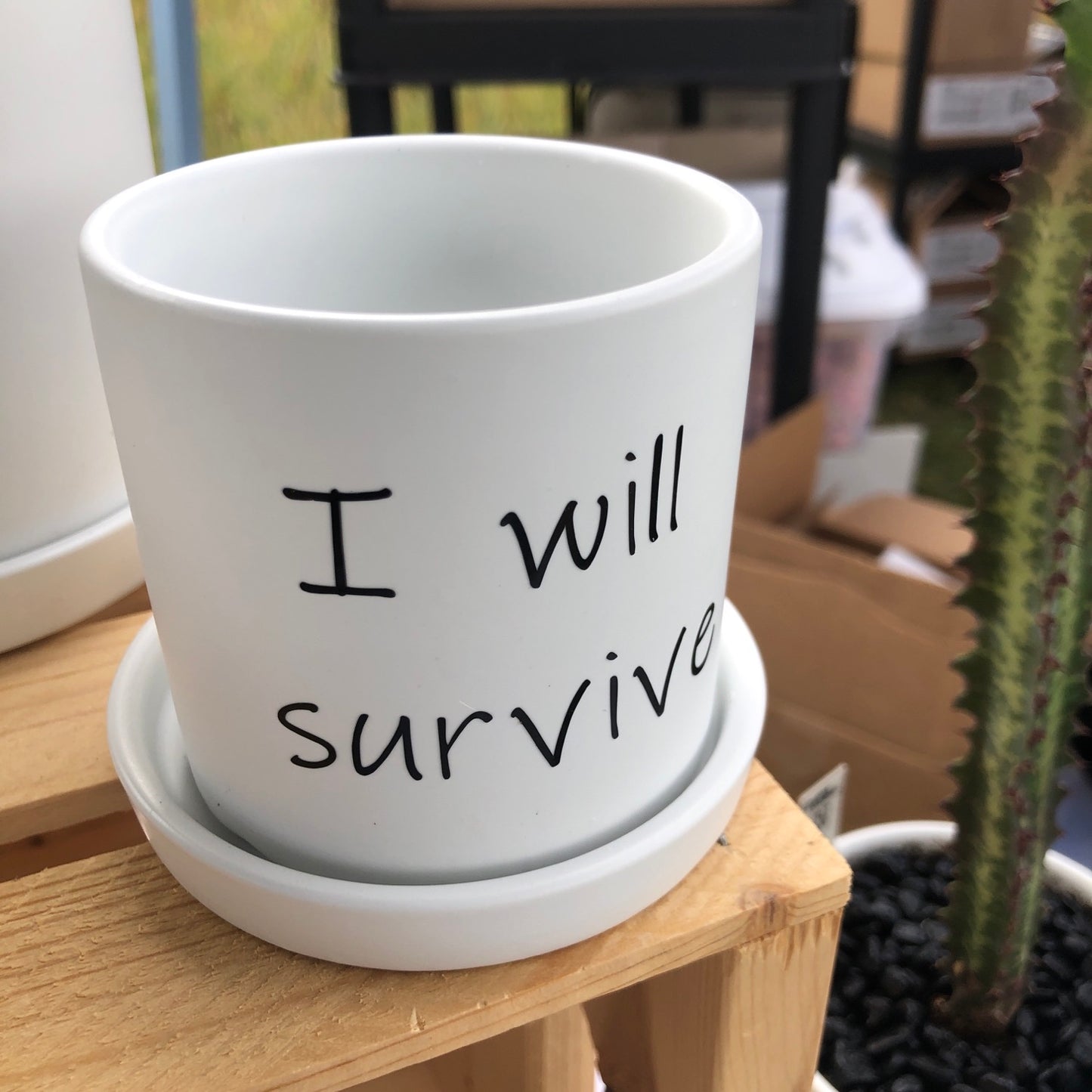 I will survive image 3